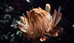 Protea nubigena