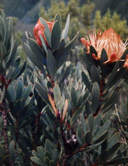 Protea nubigena
