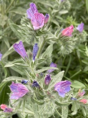 Echium judaeum