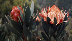 Protea nubigena