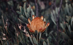 Protea nubigena