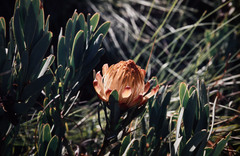 Protea nubigena