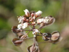 Noccaea perfoliata