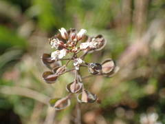 Noccaea perfoliata