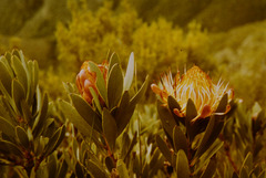 Protea nubigena