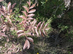 Pistacia × saportae