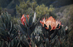 Protea nubigena