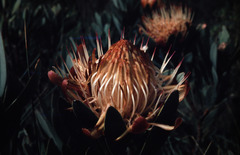 Protea nubigena