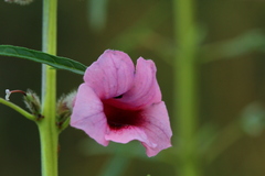 Sesamum triphyllum