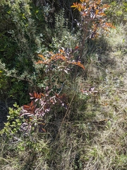 Pistacia × saportae