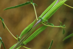 Sesamum triphyllum