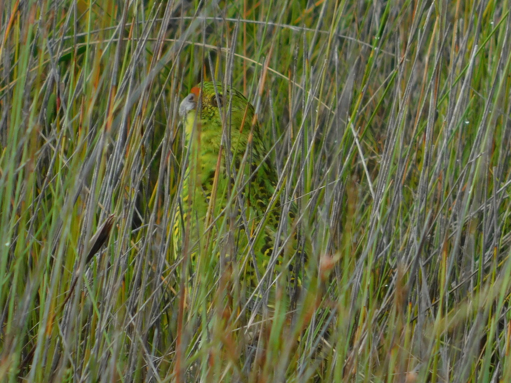Ground and Night Parrots