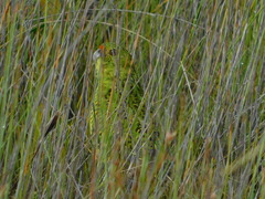 Pezoporus wallicus wallicus