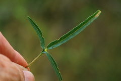 Sesamum triphyllum
