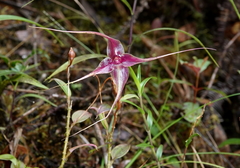 Brachionidium imperiale