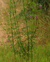 Sesamum triphyllum