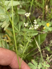 Torilis tenella