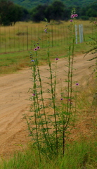 Sesamum triphyllum