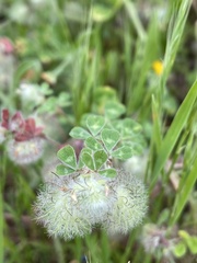 Trifolium pilulare