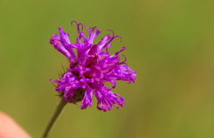 Parapolydora fastigiata