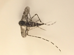 Aedes poicilius