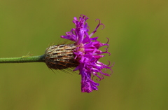 Parapolydora fastigiata