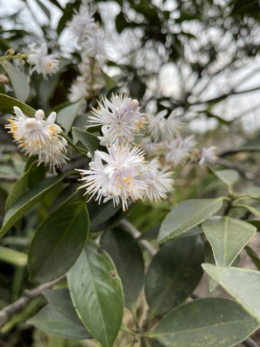 Symplocos sumuntia (Symplocos sumuntia)