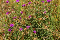 Parapolydora fastigiata