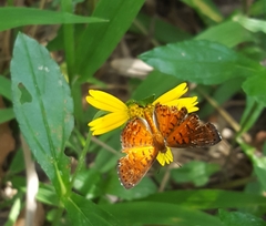 Lepidoptera
