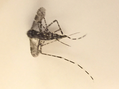 Aedes poicilius
