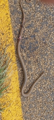 Psammophis brevirostris