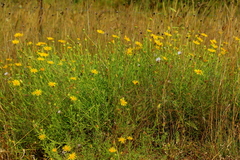 Felicia mossamedensis