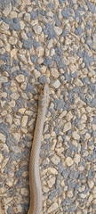 Psammophis brevirostris