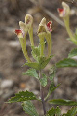 Scutellaria adenostegia