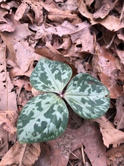 Trillium cuneatum