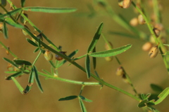 Crotalaria sphaerocarpa
