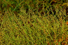 Crotalaria sphaerocarpa