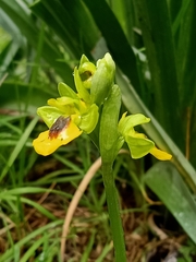 Ophrys lutea lutea