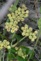 Conostylis aculeata