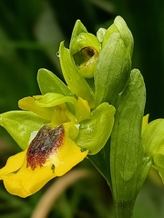 Ophrys lutea lutea
