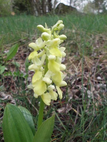 Pale orchid (Orchis pallens)
