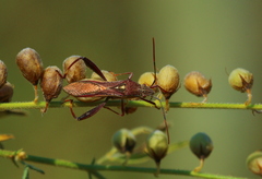 Mirperus jaculus