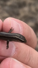 Plestiodon multivirgatus