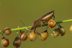 Mirperus jaculus
