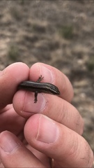 Plestiodon multivirgatus