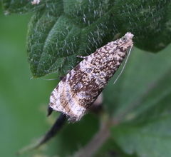 Syricoris