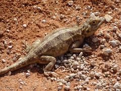 Agama aculeata