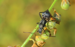 Mirperus jaculus