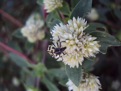 Gomphrena elegans