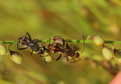 Mirperus jaculus